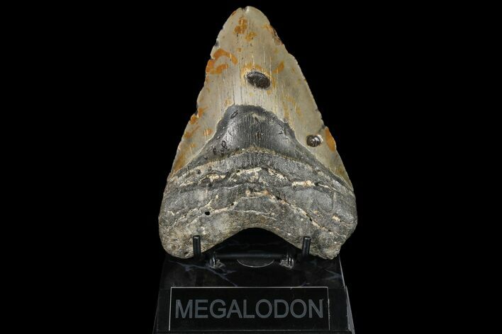 Bargain, Megalodon Tooth - North Carolina #87073